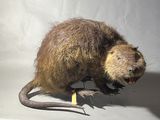 une peluche posée sur une table