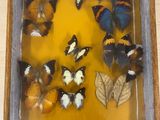 a picture of a display of butterflies in a glass case