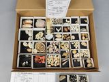 une boîte remplie de coquillages de toutes sortes