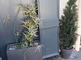a plant that is growing out of a potted planter