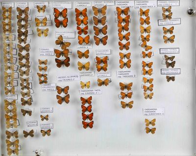 de nombreux types de papillons différents présentés dans une vitrine