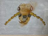 une peinture représentant un insecte accrochée au mur