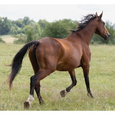 un cheval brun qui court dans l'herbe