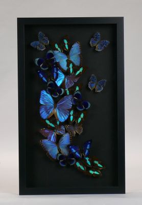 blue butterflies in a shadow box on a white background