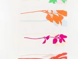 four different colored flowers on a white background with a white background