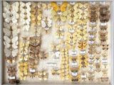 a lot of moths on display in a glass case