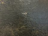 a small bird that is swimming in the water