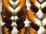 six orange and black butterflies are displayed in a display case