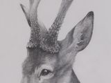 pencil drawing of a deer with antlers on its head