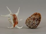 two seashells that are sitting next to each other