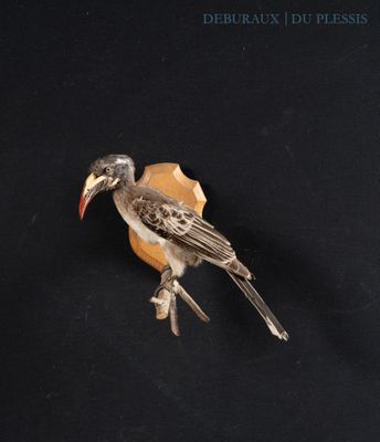 a bird that is sitting on top of a piece of wood