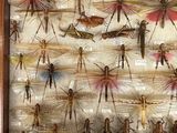 a lot of bugs that are on display in a wooden frame