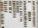 de nombreux papillons exposés dans une vitrine