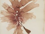 an old photo of a seaweed on a piece of paper