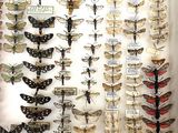 many different types of moths displayed in a display case
