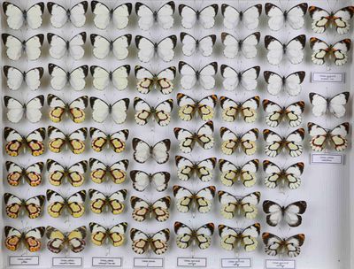 de nombreux papillons exposés dans une vitrine