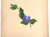 a drawing of a blue flower on a piece of paper