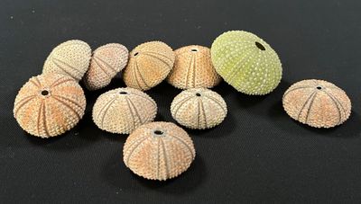 several sea urchins are arranged on a black surface