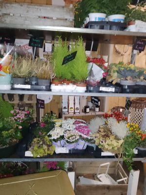 many different types of plants on the shelves in the store