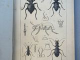 un livre ouvert sur lequel figurent des dessins d'insectes et des insectes