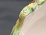 close up of a green frog sitting on top of a white bowl