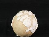 a white and brown ball on a black surface