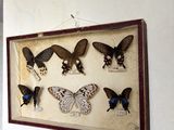 a picture of a display of butterflies on the wall