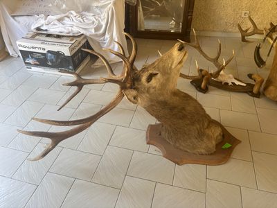 a deer head that is sitting on the floor