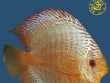 une image représentant un poisson qui figure sur la couverture d'un livre