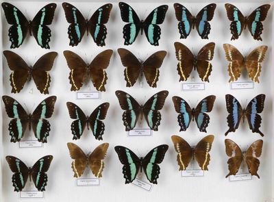 de nombreux papillons exposés dans une vitrine