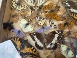 many different butterflies in a box on the table