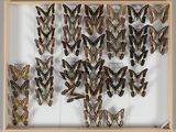 de nombreux papillons disposés dans un cadre en bois