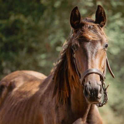 un cheval brun qui se tient debout dans l'herbe