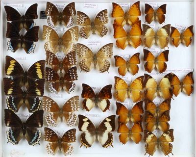 de nombreux papillons exposés dans une vitrine