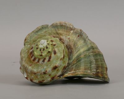 a green shell with a small white dot on it