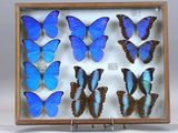 des papillons bleus dans un cadre en bois muni d'un socle, sur fond blanc