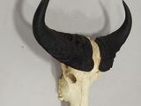 skull of a bull with horns on a white wall