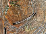 a close up of an elephant ' s face on a piece of wood