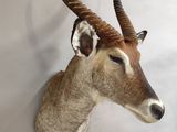 a antelope with long horns mounted on a wall