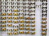de nombreux types de papillons différents présentés dans une vitrine