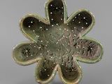 a green flower shaped bowl with holes in the center