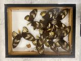 a picture of a display of butterflies in a wooden frame