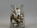a glass jar filled with a lot of bugs