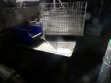 a cat sitting in a cage in the back of a truck