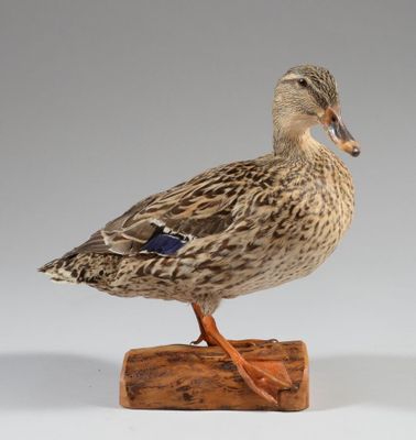 un canard debout sur un morceau de bois