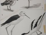 quatre oiseaux qui se tiennent ensemble au sol
