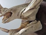 a picture of a moose skull mounted on a wall