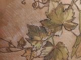 a drawing of a vine with leaves on it