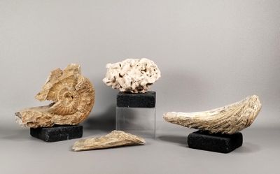 trois morceaux de bois flotté et une tête de cheval exposés