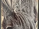 black and white photograph of a bunch of palm trees in a garden